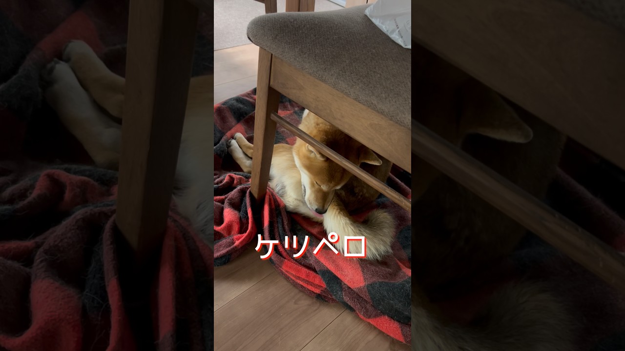 柴犬とんニューシングル『ケツペロの唄』　#柴犬　#柴犬とん
