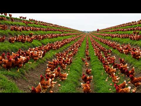 Millions Of Free Range Chickens Raised And Billions Of Eggs Harvested   Chicken Farm