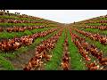 Millions Of Free Range Chickens Raised And Billions Of Eggs Harvested Chicken Farm