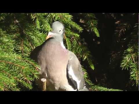 Pigeons fighting - des pigeons se battent