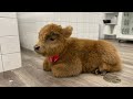 A day at the Spa for Micro Miniature Highland Cow (Heifer)