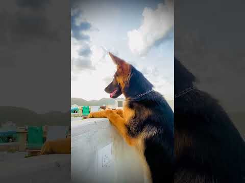 #dog #doglover #germanshepherd #cutepuppy #dogs #doglovers #dogowner #garmanshepherd #realdog