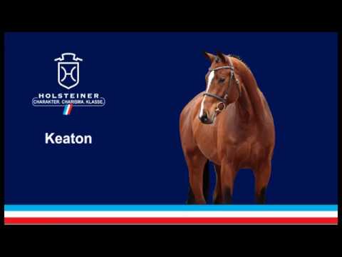 Holsteiner Verbandshengste 2019 - Keaton