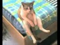 У кота депресняк 