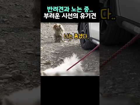 반려견과 놀아주고 있는데 먼발치에서 부러운 시선으로 우리를 쳐다보고 있는 유기견 한 마리..