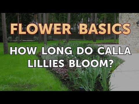 How to Get More Canna Lily Blooms