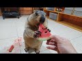 marmot eat cool watermelon for summer day