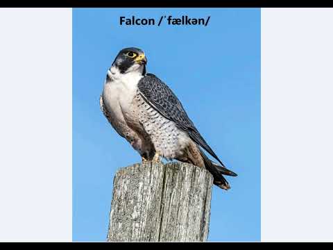 How to pronounce falcon?