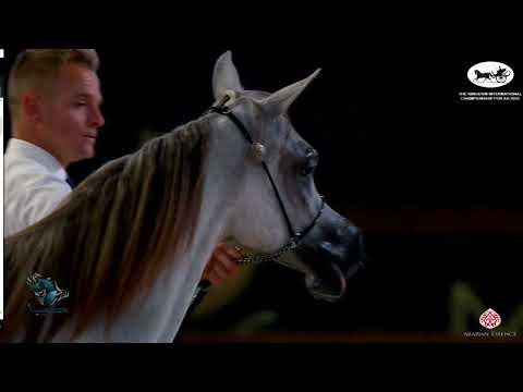 N 40 SAHAB A   The Kingdom International Championship For AH 2022   Yearling Fillies Class 1C