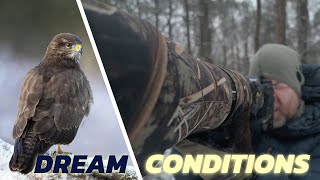Hard BIRD PHOTOGRAPHY with success  // Birds of prey in snow - winter photography