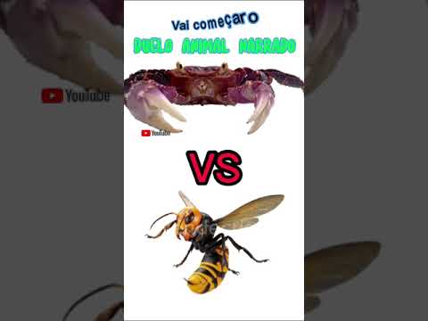 Narrated Animal Duel - Crab VS Wasp
