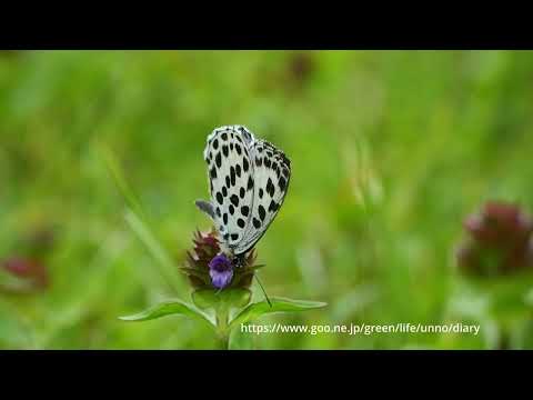 ウスアオゴマダラシジミ の飛翔