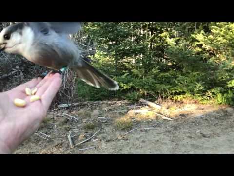 Gray Jay: Canada's New National Bird