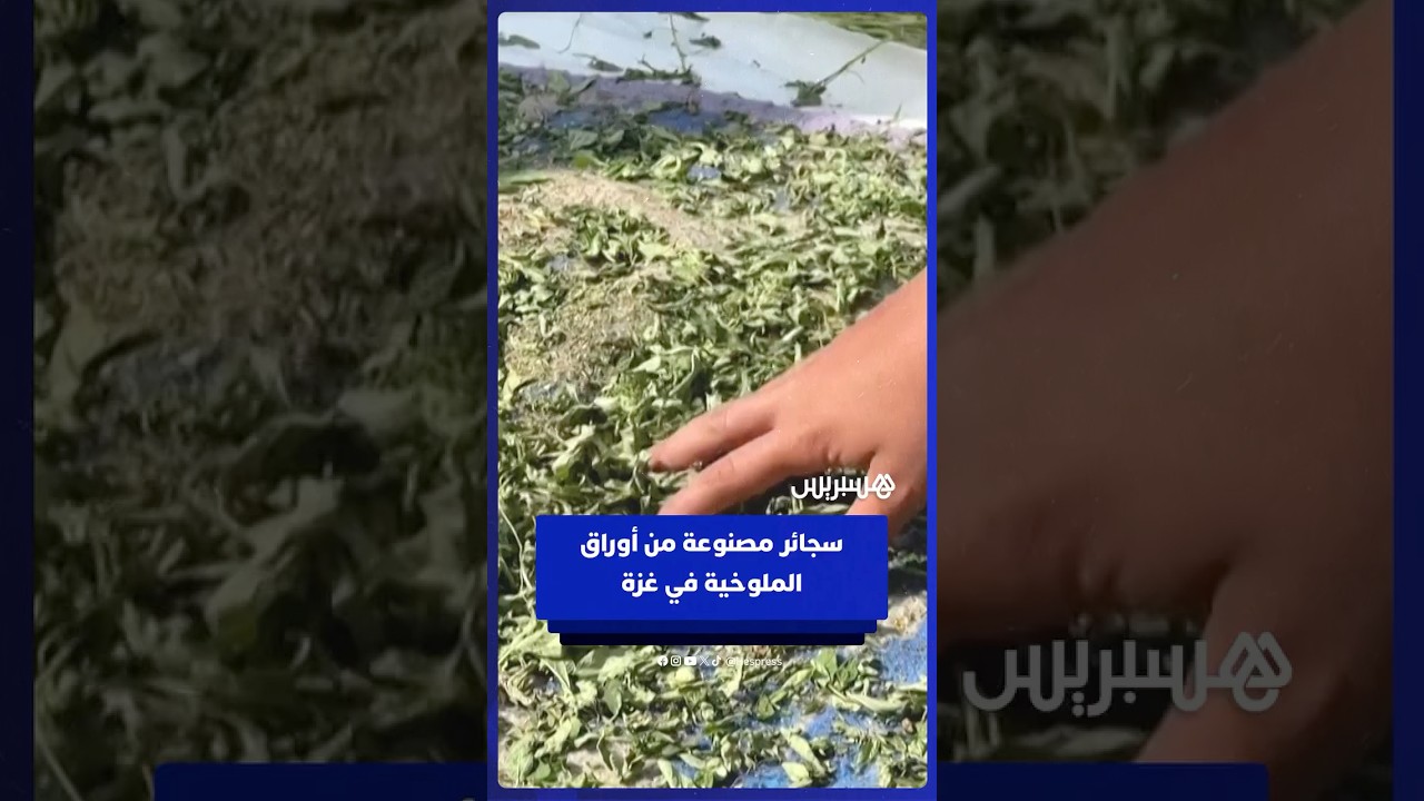 سجائر مصنوعة من أوراق الملوخية المخففة لتخفيف النقص في قطاع غزة thumbnail