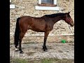 Cheval 5 ans KWPN &agrave; vendre - CSO