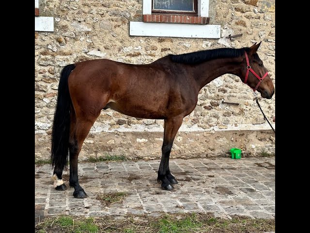 Cheval 5 ans KWPN &agrave; vendre - CSO