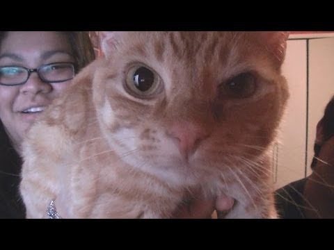 Girls' Generation 소녀시대 'Mr Mr ' Music Video Reaction