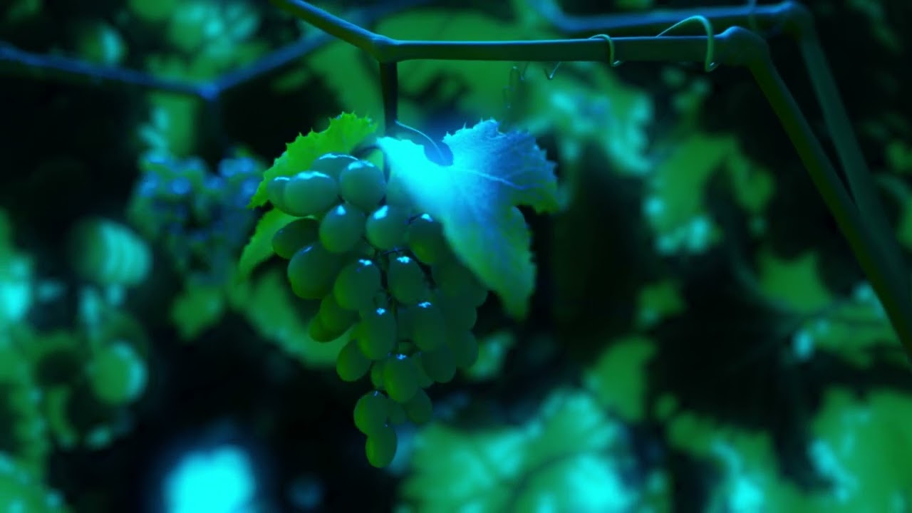 Grape growth 3D Model