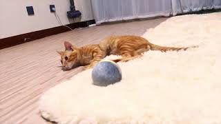 Wicked Ball: Interactive Toy for Cats