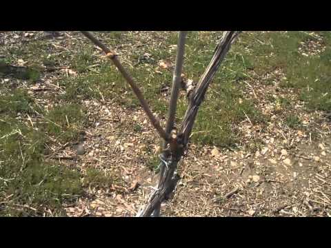 An Example of Phylloxera Infested Vines - New Zealand