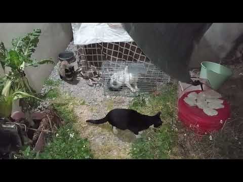 FABIOLA 🙏🏼GRACIAS 🐈‍⬛🐈❤️❤️❤️❤️mil Gracias🐾