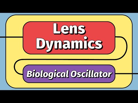 Lens Dynamics 4: Building a biological oscillator