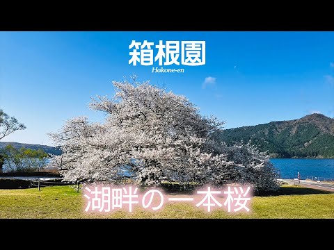 箱根園「湖畔の一本桜」