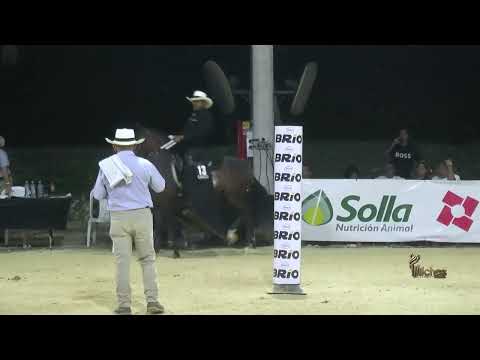 ARIA DE RANCHO DON MATIAS, CAMPEONA JOVEN TROTE Y GALOPE  SINCELEJO GRADO B 2026