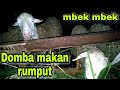 Mbek Mbek Domba Kacang Lahap Makan Rumput Malam Hari Suara Kambing