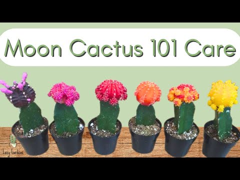 How to Care for a Moon Cactus | Gymnocalycium mihanovichii 101