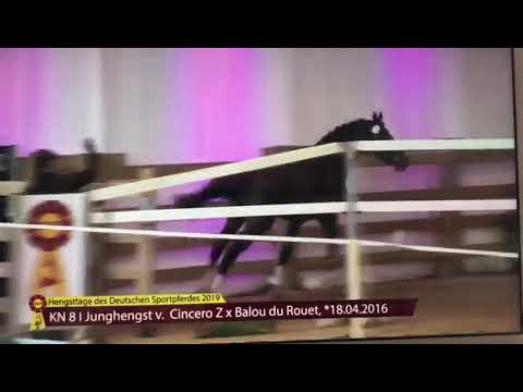 Neuzugang v. Cicero Z x Balou de Rouet für die Hengststation Bachl