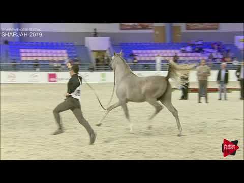 N 250 JASSAR ALBIDAYER   Sharjah International 2019