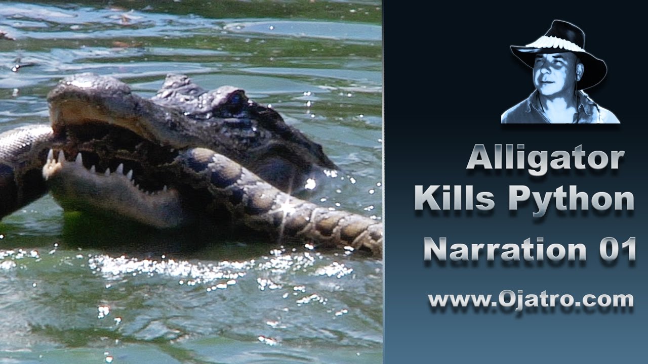 Alligator Attacks Python 01 Narration