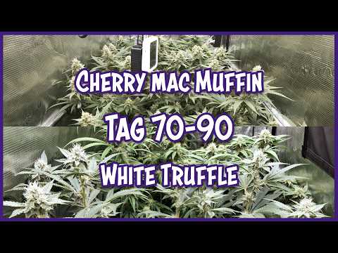 Cherry Mac Muffin & White Truffle 🌱  Seed to Harvest Grow | Cannabis Dokumentation | Tag 70 bis 90