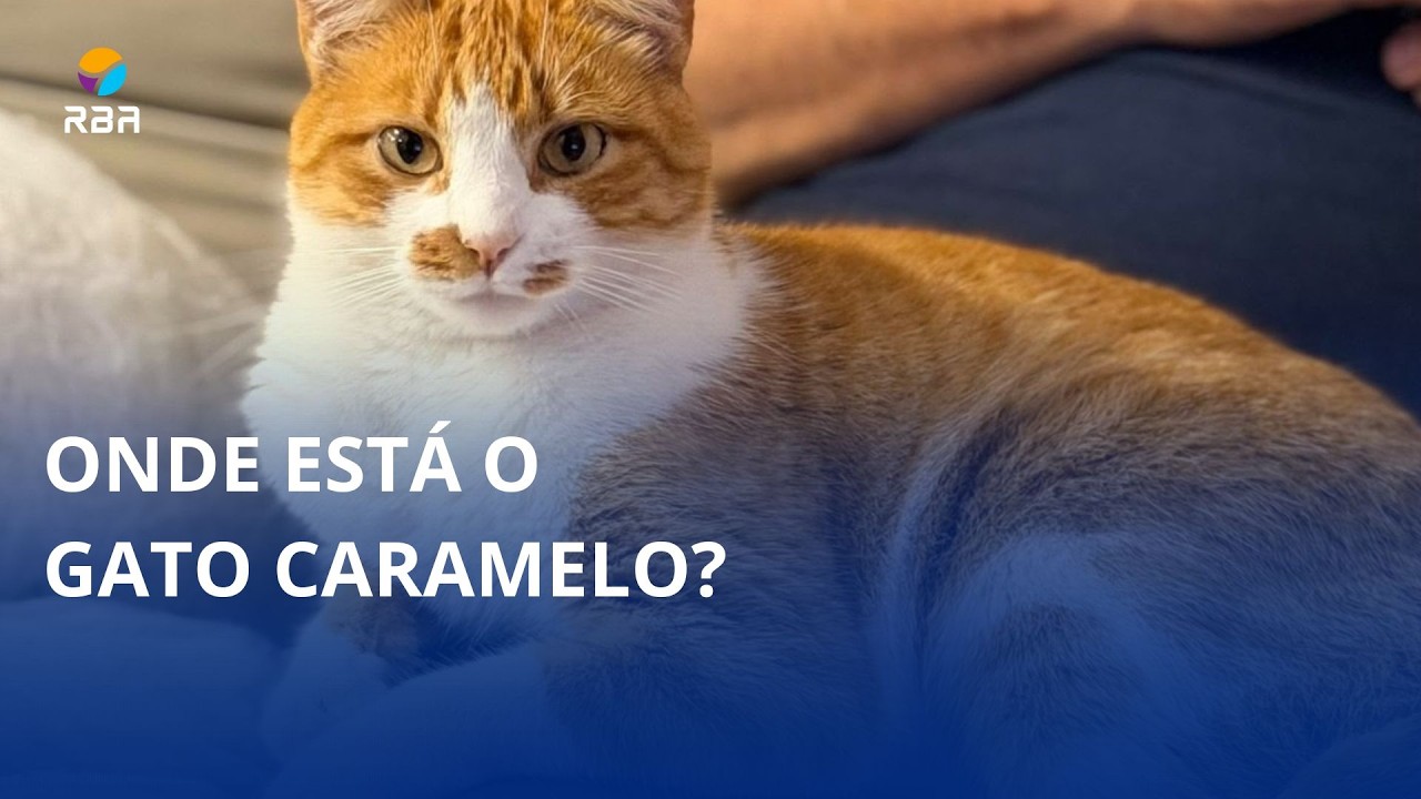 Onde está o gato Caramelo? 🐈