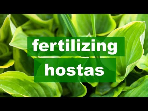 download lagu mp3 mp4 Hosta Fertilizer, download lagu Hosta Fertilizer gratis, unduh video klip Hosta Fertilizer