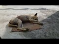 Dog Ki Seva Mein Third Day
