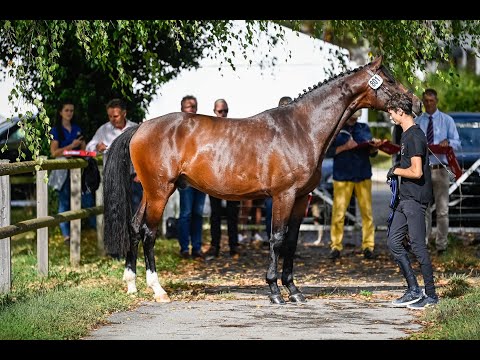 Casalido von Worrenberg, Holst, gek. Hengst, geb. 18, Casall x La Galidad, top Spr Pf A/L platziert