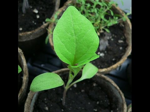, title : 'Mondini Plantas: Como cultivar Berinjela'