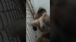Video preview image #1 Chow Chow Puppy For Sale in LAKELAND, FL, USA