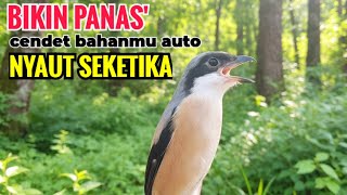 Download lagu toet toet suara cendet gacor PAGI SIANG SORE sangat efektif buat Pancingan cendet diam agr cpt bunyi mp3