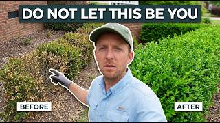 Your Boxwood Isn't Growing Right | Here's Why