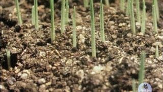 The living soil (1982)