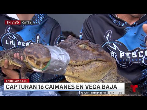 Pescadores junto a Gongo Fishing capturan a 16 caimanes en Vega Baja