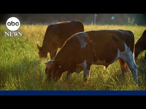 Head of cattlemen's trade group on Trump’s plan to import Argentinian beef