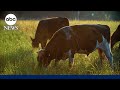 Head Of Cattlemen S Trade Group On Trump S Plan To Import Argentinian Beef