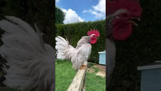 Download lagu ayam | suara ayam berkokok | ayam jantan #ayam #chicken #kok mp3 Download lagu ayam | suara ayam berkokok | ayam jantan #ayam #chicken #kok mp3