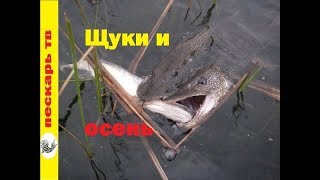 Не активная щуку чем ловить неактивную