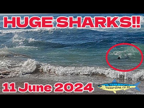 11 June 2024 Sardine News Report HUGE Sharks