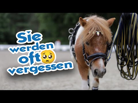 Shetlandpony ist auch nur ein Pferd – Mini Shetty hat Probleme wie ein Großer